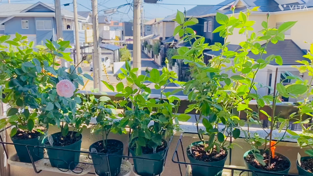 断捨離決意！着物の出張査定と我が家の和バラさん達の記事動画