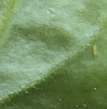 えーこの虫は… (´༎ຶོρ༎ຶོ`)の記事動画