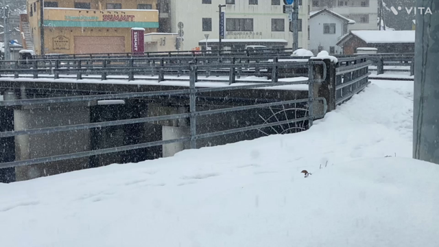 月一お泊まりのお仕事とベランダのお花さん達　シルバーナイトが咲きましたの記事動画