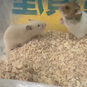 新しい。の画像