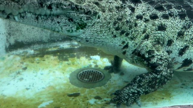 ☆熱川のパワースポット☆の記事動画