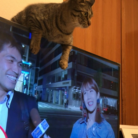 家猫4️⃣の画像
