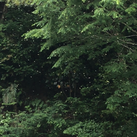 ニホンミツバチ 分蜂の画像