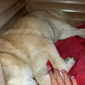 柴犬 ゴロちゃんの画像