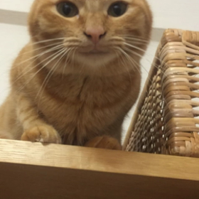ついに、にゃんずが喋った？！の画像