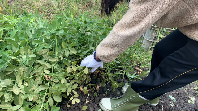 生落花生の収穫！の記事動画