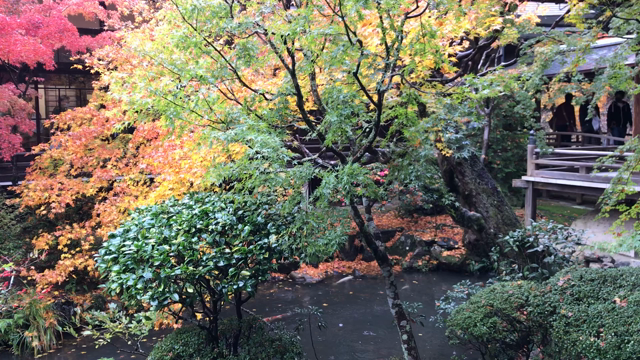 紅葉を見に(京都　永観堂)の記事動画