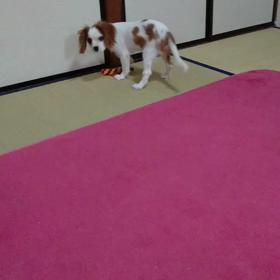 おはようございますの画像