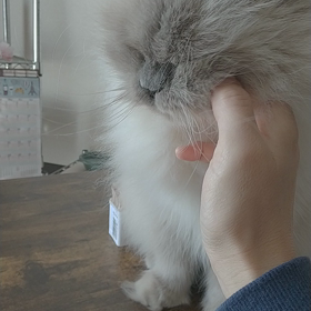 ネコ(*^^*)の画像