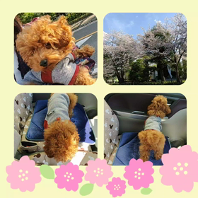 初めての抱っこ散歩・・☆ の画像