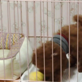 遊んでるレオちゃん動画・・☆の画像
