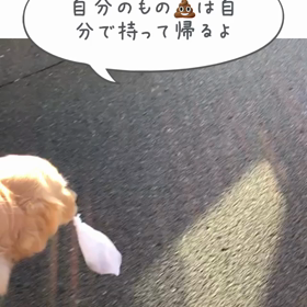 ももの散歩の画像