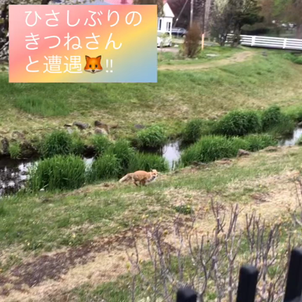 久しぶりの遭遇✨✨の記事動画