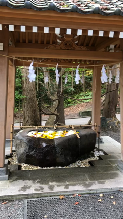 カボチャはどーこだ？の記事動画