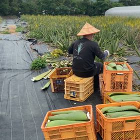 アロエBOYの収穫編の画像