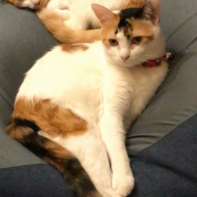 3歳の画像