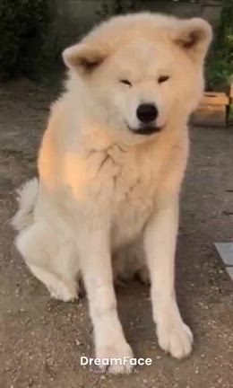 ちょっと特別気分♪の記事動画