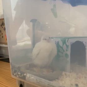 産卵の瞬間！の画像