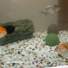 らんちゅう型金魚たちの水槽の画像
