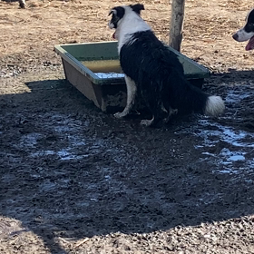 猛暑　　ボーダーコリー　子犬の画像