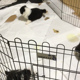 ボーダーコリー　子犬　の画像