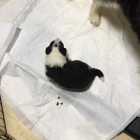 ボーダーコリー　赤ちゃん成長の画像