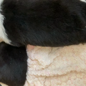 北海道に行く子犬の画像