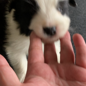 お勧め子犬　男の子の画像