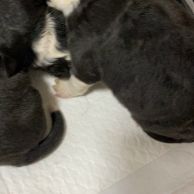 ボーダーコリー　子犬　販売中の画像
