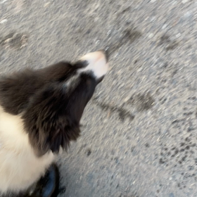 散歩練習２日目の画像
