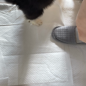 ボーダーコリー　子犬　　遊びの画像