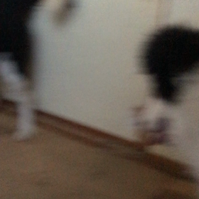 販売中の子犬の画像