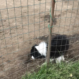 子犬　先輩犬の挨拶の画像