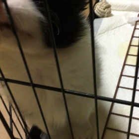お問い合わせの子犬の画像
