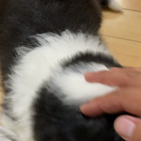 お問い合わせの子犬の画像