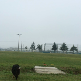 ボーダーコリーの遊びの画像