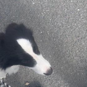ボーダーコリー　子犬の画像