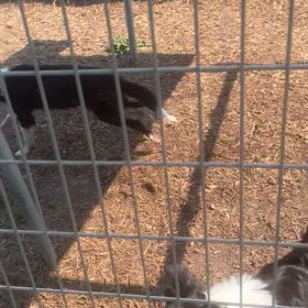 販売犬　男の子5ヶ月の画像