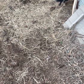 老犬の画像