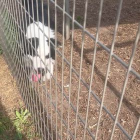 販売犬　ボーダーコリーの画像
