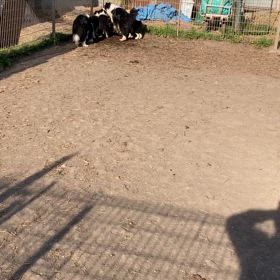 子犬　動画の画像