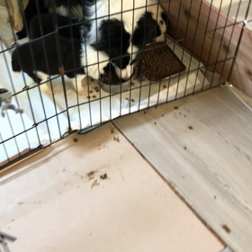 ボーダーコリー  販売中 子犬の画像