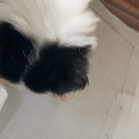 ボーダーコリー子犬の画像