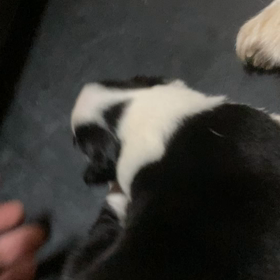 飼い主さんが決まった子犬の画像