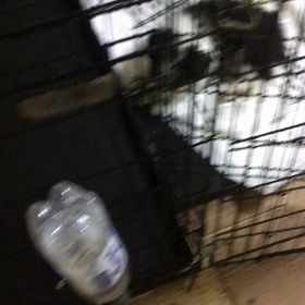 子犬の現状の画像