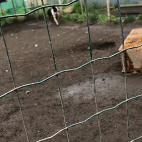 犬の歩様の画像