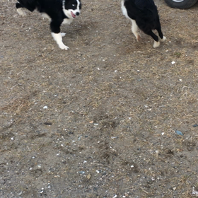 牧場に行くことになった子犬の画像