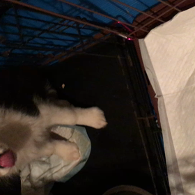 飼い主さんが決まった子達の画像