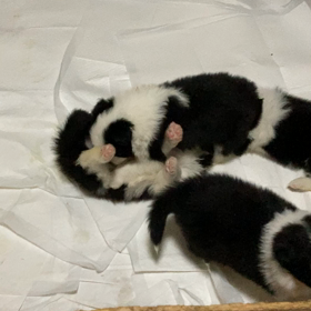 ボーダーコリー　子犬　生後2ヶ月で販売予定の画像