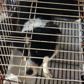 販売中子犬の画像